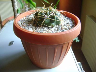 Gymnocalycium ferox v. ferocior (Gymnocalycium castellanosii ssp. ferocius)