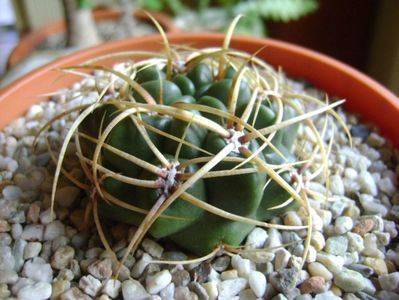 Gymnocalycium ferox v. ferocior (Gymnocalycium castellanosii ssp. ferocius)