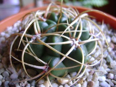 Gymnocalycium ferox v. ferocior (Gymnocalycium castellanosii ssp. ferocius)