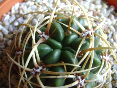 Gymnocalycium ferox v. ferocior (Gymnocalycium castellanosii ssp. ferocius)