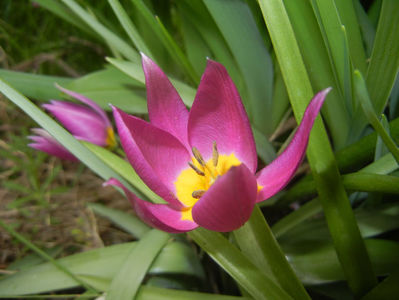 Tulipa pulchella Violacea (2017, April 05)