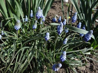 ...si muscari