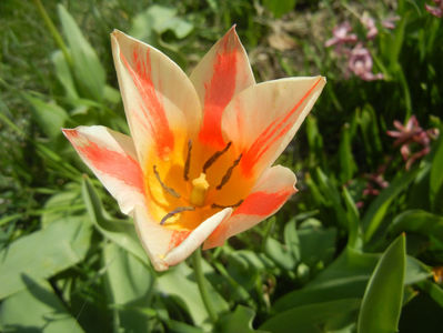 Tulipa Quebec (2017, April 09)
