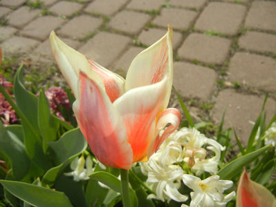 Tulipa Quebec (2017, April 09)