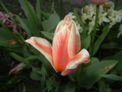 Tulipa Quebec (2017, April 10)