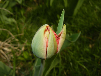 Tulipa Red (2017, April 05)