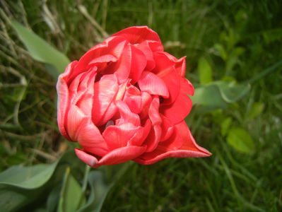 Tulipa Red (2017, April 09)