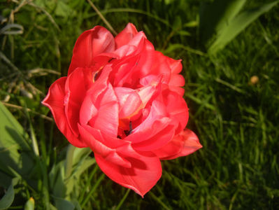 Tulipa Red (2017, April 10)