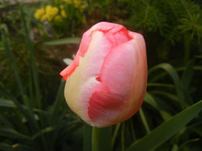 Tulipa Judith Leyster (2016, April 10)