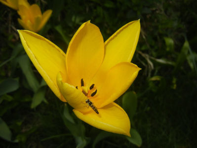 Tulipa Candela (2017, April 09)