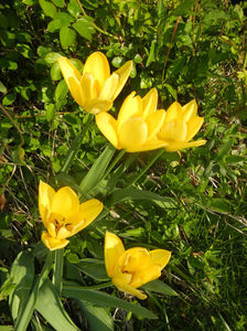 Tulipa Candela (2017, April 10)