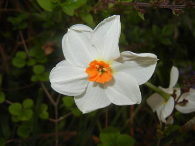 Narcissus Geranium (2017, April 07)