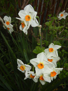 Narcissus Geranium (2017, April 07)