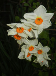 Narcissus Geranium (2017, April 10)