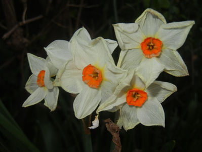 Narcissus Geranium (2017, April 10)