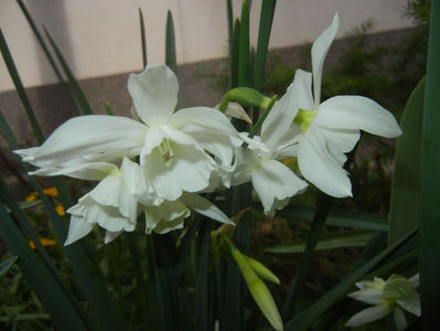 Narcissus Thalia (2017, April 07)