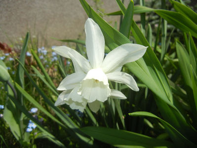 Narcissus Thalia (2017, April 09)