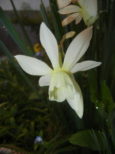 Narcissus Thalia (2017, April 10)