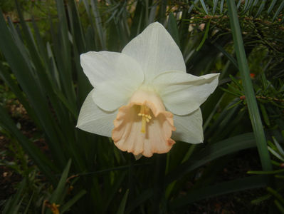 Narcissus Salome (2017, April 08)