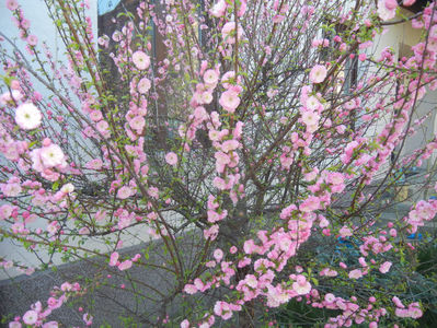 Prunus triloba (2017, April 03)