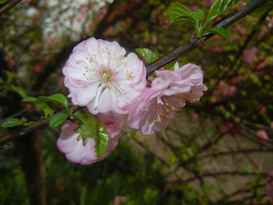 Prunus triloba (2017, April 05)