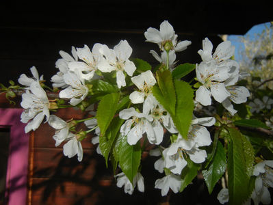 Cherry Blossom. Flori Cires (17, Apr.03)