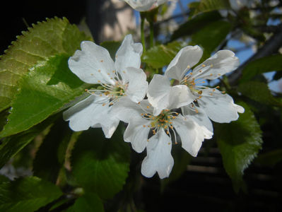 Cherry Blossom. Flori Cires (17, Apr.03)