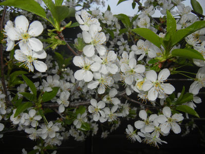 Sour Cherry Blossom (2017, April 04)