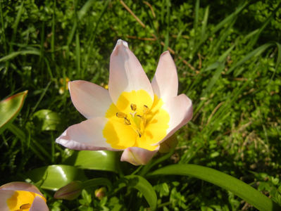 Tulipa Lilac Wonder (2017, April 11)