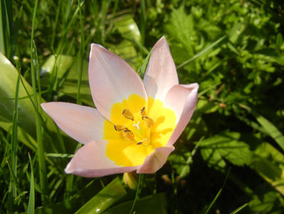 Tulipa Lilac Wonder (2017, April 11)
