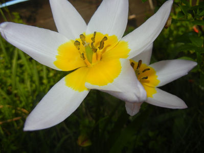 Tulipa Lilac Wonder (2017, April 13)