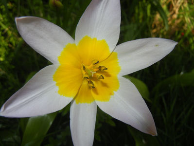Tulipa Lilac Wonder (2017, April 13)