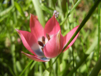 Tulipa Little Beauty (2017, April 13)