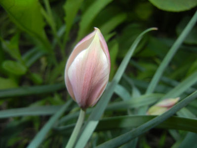 Tulipa Peppermint Stick (2017, April 13)