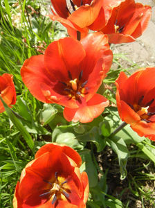 Tulipa Cairo (2017, April 13)