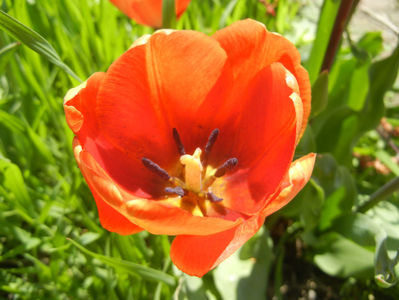 Tulipa Cairo (2017, April 13)