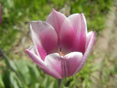 Tulipa Synaeda Blue (2016, April 13)