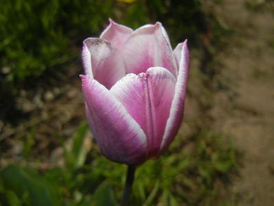 Tulipa Synaeda Blue (2016, April 13)