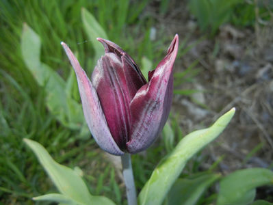 Tulipa Havran (2017, April 11)