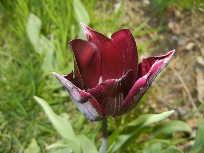 Tulipa Havran (2017, April 13)