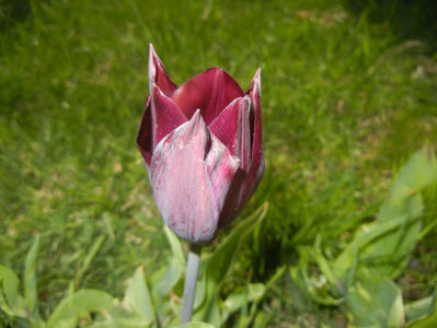 Tulipa Havran (2017, April 13)