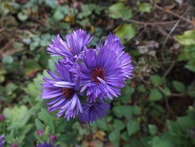 Aster Purple Dome 7 oct 2016a