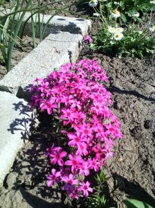 phlox subulata