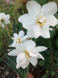 Narcise albe duble parfumate