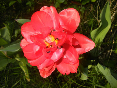 Tulipa Red (2017, April 11)