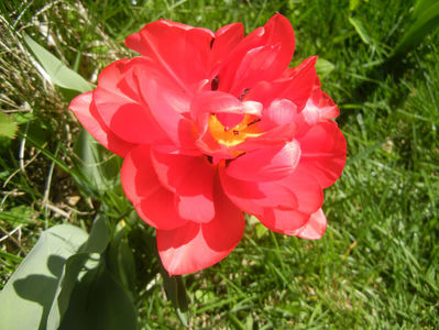 Tulipa Red (2017, April 13)