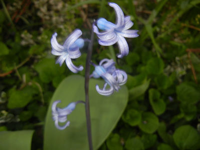 Hyacinth multiflora Blue (2017, April 06)