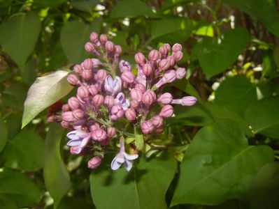 Syringa vulgaris_Lilac (2017, April 09)