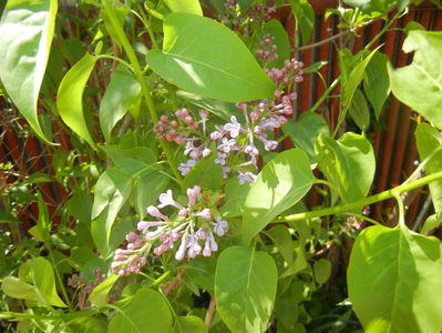 Syringa vulgaris_Lilac (2017, April 13)
