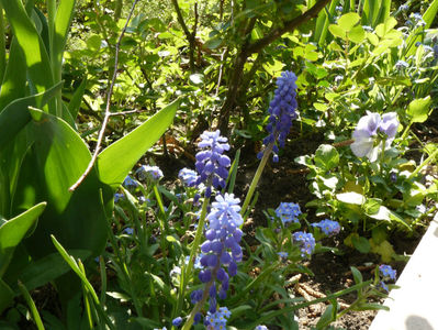 Muscari Armeriacum
